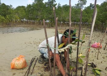 Jaga Kelestarian Pantai, PT Timah Tbk Kembali Tanam 1.800 Bibit Mangrove di Pantai Teluk Desa Kundur