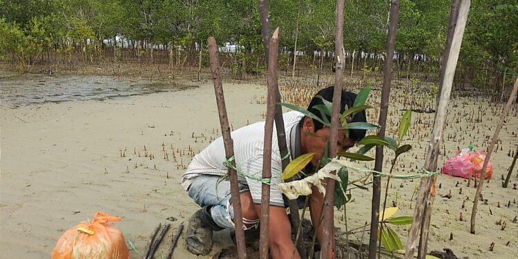 Jaga Kelestarian Pantai, PT Timah Tbk Kembali Tanam 1.800 Bibit Mangrove di Pantai Teluk Desa Kundur