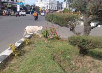 Hewan ternak Leluasa Berkeliaran Di Jalan Kota