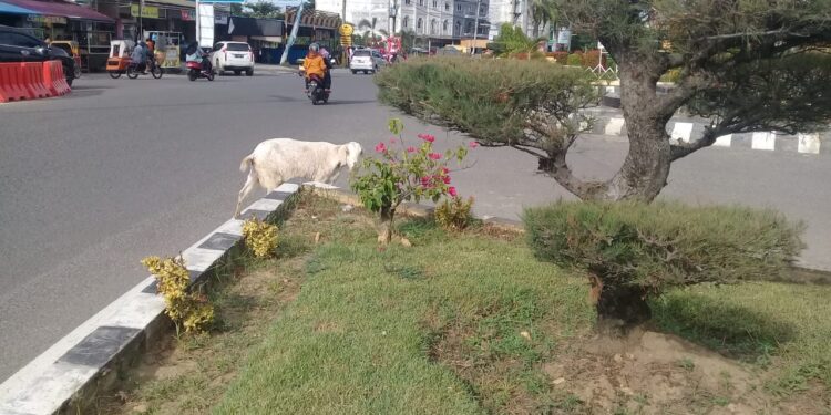 Hewan ternak Leluasa Berkeliaran Di Jalan Kota