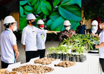 Cerita Petani Porang Milenial Dihadapan Presiden