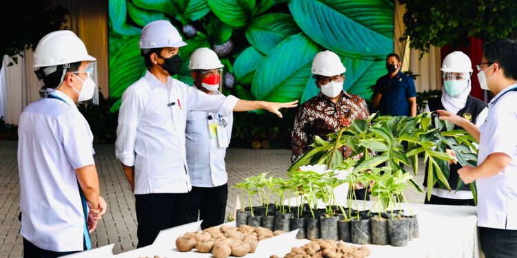 Cerita Petani Porang Milenial Dihadapan Presiden