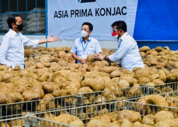 Presiden Dorong Mentan Seriusi Porang Sebagai Komoditas Andalan Ekspor