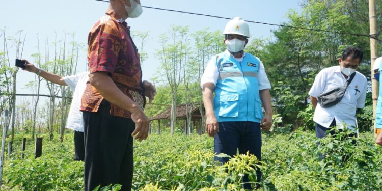 Beralih dari BBM ke Listrik, Rezeki Petani Bantul Kian Mengalir di Lahan Pasir