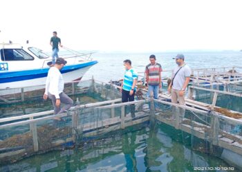 Bupati Tinjau Lokasi Budidaya Kerapu Cantik di Desa Kote