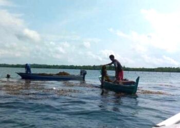 Menanti Aliran Cuan dari Rumput Laut Kepulauan Riau