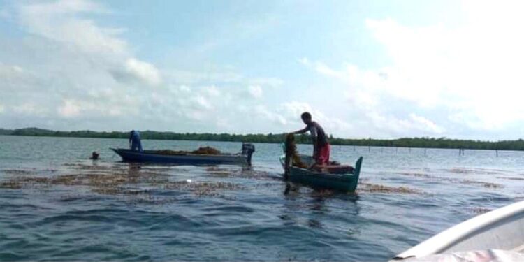 Menanti Aliran Cuan dari Rumput Laut Kepulauan Riau