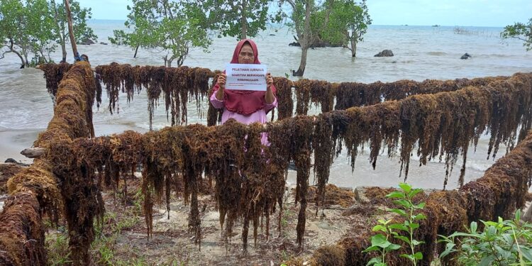 Menanti Aliran Cuan dari Rumput Laut Kepulauan Riau