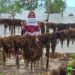 Menanti Aliran Cuan dari Rumput Laut Kepulauan Riau