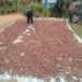 Dana Desa Diduga Beli “Bawang Busuk”