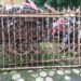 Tekab Polsek Medan Helvetia Berhasil Amankan Pencuri Pagar Besi