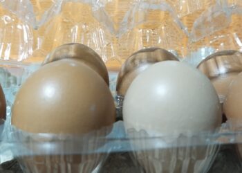 Ibu Rumah Tangga Menjerit, Harga Telur Terus Naik