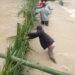 Beredar Foto warga bangun tanggul darurat dari bambu dan pelepah daun Rumbia