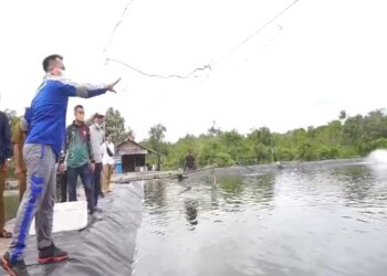 Bupati dan Ketua DPRD Lingga Tinjau Panen Udang Vaname di Resang