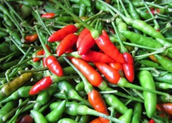 Harga Cabai Rawit Mulai Turun Menjadi 75 Perkilo