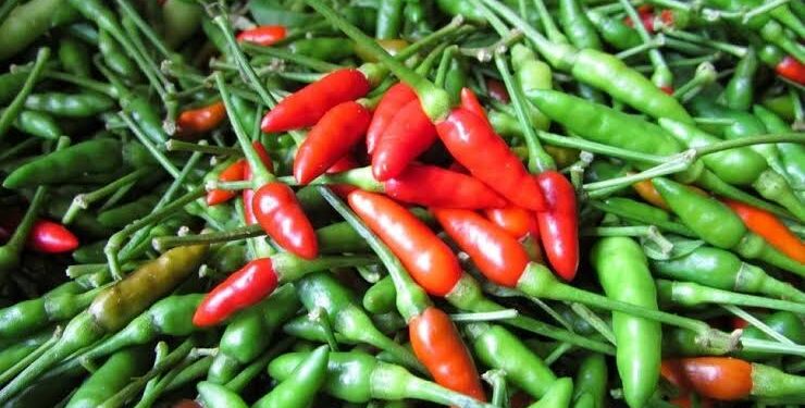 Harga Cabai Rawit Mulai Turun Menjadi 75 Perkilo