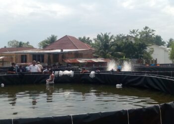 Pemko Lhokseumawe Kembangkan Inovasi Udang Vaname