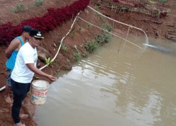 Wakil Bupati Tapsel Dorong Masyarakat Bangun Usaha Pengembangan Mikro Ikan Tawar
