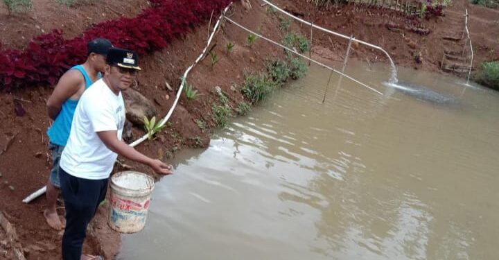 Wakil Bupati Tapsel Dorong Masyarakat Bangun Usaha Pengembangan Mikro Ikan Tawar