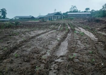 DPKP Kabupaten Lingga Mulai Menata Kawasan Pertanian Terpadu, “Agro Techno Park ” Tanah Putih Desa Marok Tua