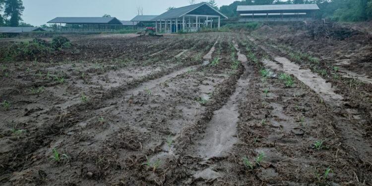 DPKP Kabupaten Lingga Mulai Menata Kawasan Pertanian Terpadu, “Agro Techno Park ” Tanah Putih Desa Marok Tua