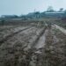 DPKP Kabupaten Lingga Mulai Menata Kawasan Pertanian Terpadu, “Agro Techno Park ” Tanah Putih Desa Marok Tua