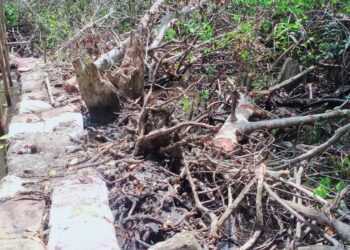 Desa Berindat Akui Penebangan Pohon Bakau Belum Ajukan Izin
