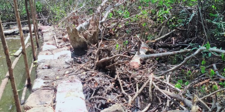 Desa Berindat Akui Penebangan Pohon Bakau Belum Ajukan Izin