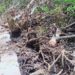 Desa Berindat Akui Penebangan Pohon Bakau Belum Ajukan Izin