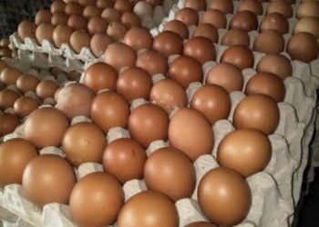 Harga Telur Kembali Normal DiPasar Puan Maimun