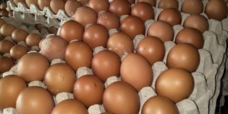 Harga Telur Kembali Normal DiPasar Puan Maimun