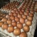 Harga Telur Kembali Normal DiPasar Puan Maimun