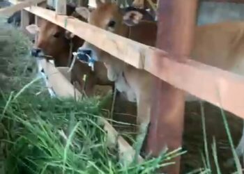 Heboh Terkait Keberadaan Lembu Bantuan di Aceh Timur