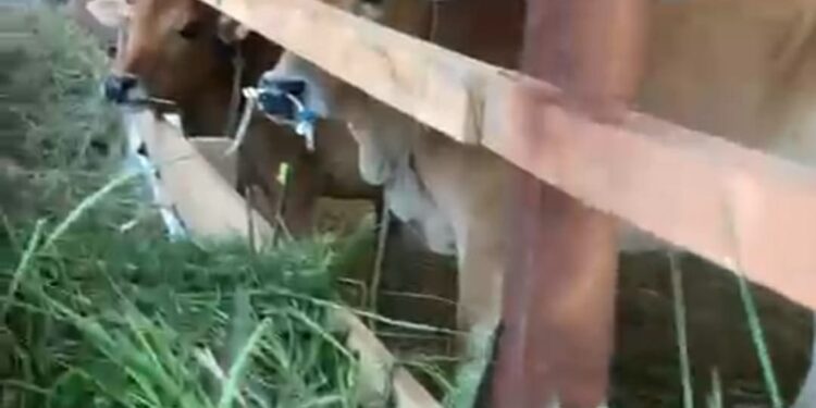 Heboh Terkait Keberadaan Lembu Bantuan di Aceh Timur