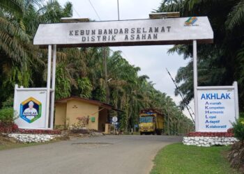 Oknum Satpam PTPN 3 Bandar Selamat Diduga Tangkap Lepas Pencuri Berondolan