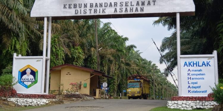 Oknum Satpam PTPN 3 Bandar Selamat Diduga Tangkap Lepas Pencuri Berondolan