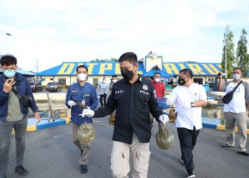 Penjual Binatang Langka Ketam Tapak Kuda Diamankan Tim Unit Intel Direktorat (Dit) Polairud Polda Sumut