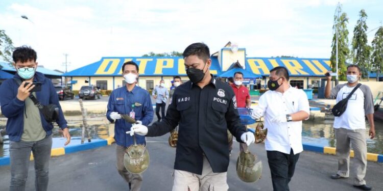 Penjual Binatang Langka Ketam Tapak Kuda Diamankan Tim Unit Intel Direktorat (Dit) Polairud Polda Sumut