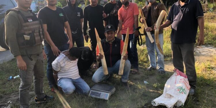 Polda Riau Amankan Pelaku Jual Beli Gading Gajah di Kuansing