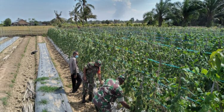 Babinsa Koramil 05/STB Syamtalira Bayu Bantu Petani Panen Timun