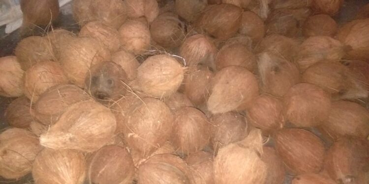Minyakm goreng, kepala, minyak kelapa