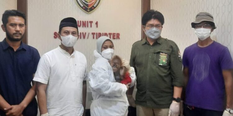 Orang Utan, pelaku diamankan