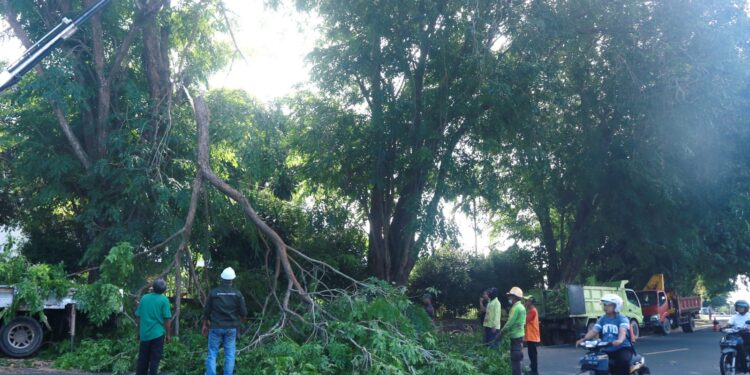 Beri Kenyamanan Pengguna Jalan, Dinas Perkim Tanjungpinang Lakukan Pemangkasan Pohon