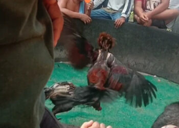 Rahuning dan Aek Kursik Diduga Jadi Sarang Judi Sabung Ayam dan Judi Tuwok