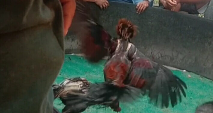 Rahuning dan Aek Kursik Diduga Jadi Sarang Judi Sabung Ayam dan Judi Tuwok