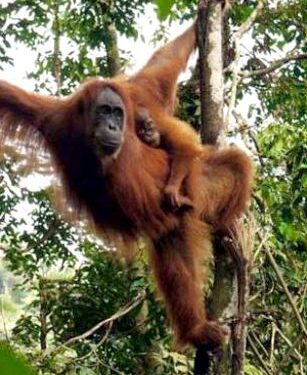 Bayi Orangutan Sumatera menjadi Korban Perburuan dan Perdagangan Dikembalikan ke Habitatnya
