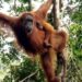 Bayi Orangutan Sumatera menjadi Korban Perburuan dan Perdagangan Dikembalikan ke Habitatnya