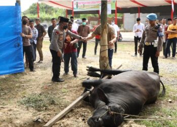 Kapolda Sumut Irjen Pol Panca Serahkan 338 Hewan Kurban