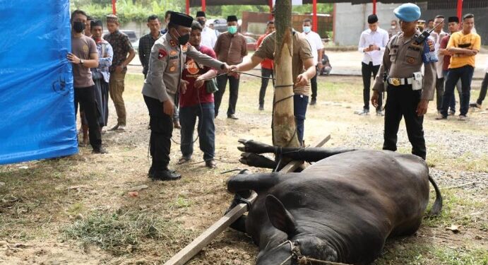 Kapolda Sumut Irjen Pol Panca Serahkan 338 Hewan Kurban