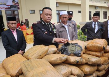 Polres Padang Lawas Amankan 80 Bal Ganja Kering Tak Bertuan Di Sosopan